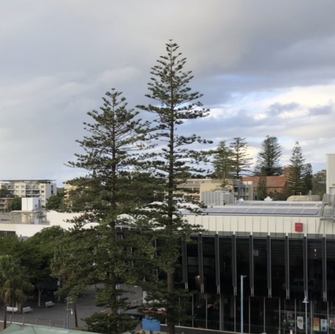 Norfolk Island pines above Port Macquarie town